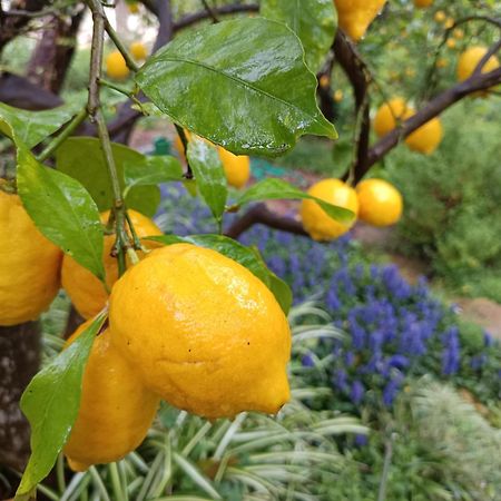 Olive Lemon Biophilic House & Lush Forest Garden Vámos Exterior foto