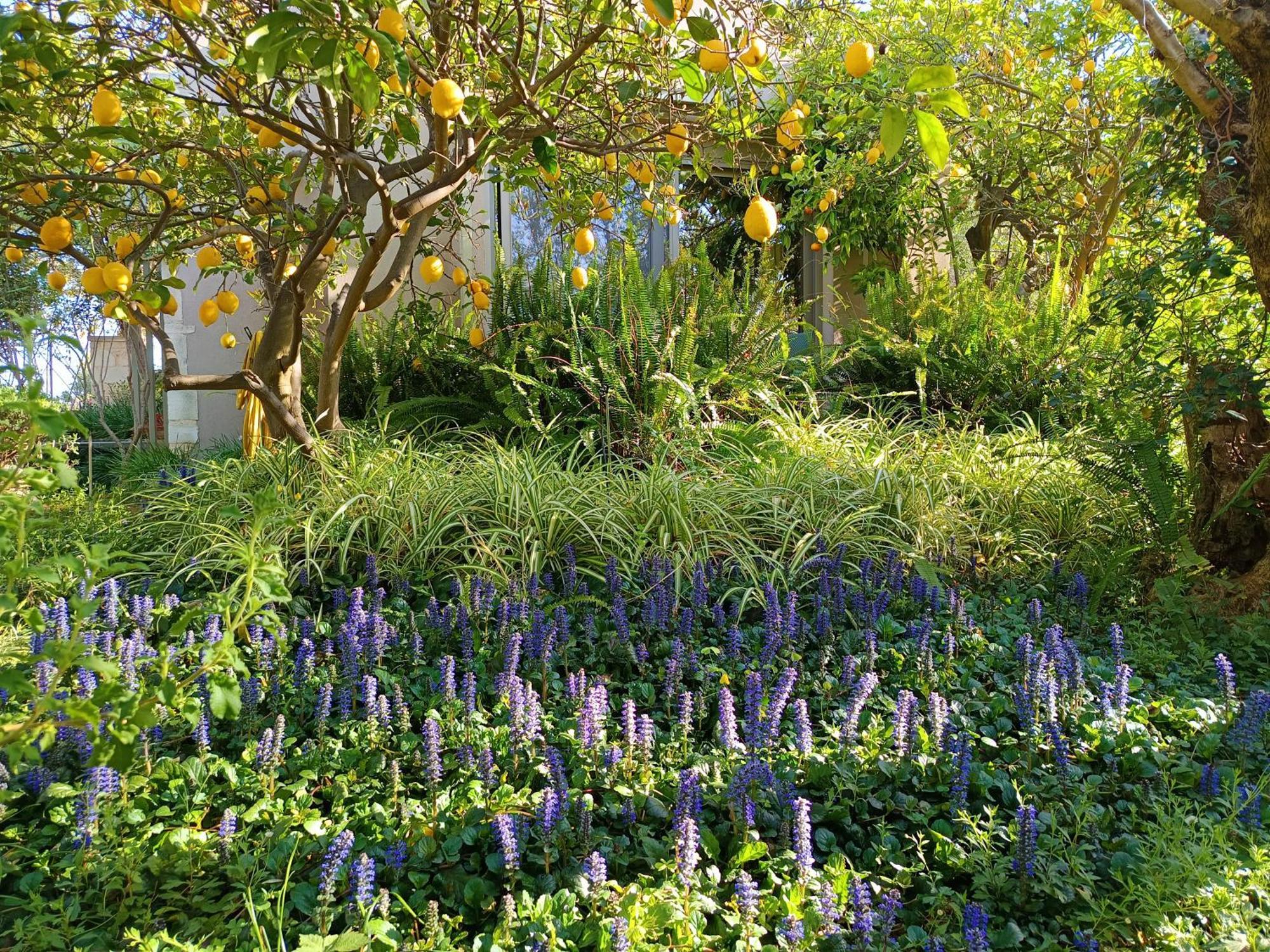 Olive Lemon Biophilic House & Lush Forest Garden Vámos Exterior foto